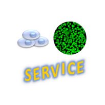 Stem Cell Services