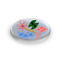 hPSC Differentiation