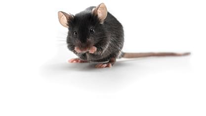 C57BL 6 Mouse Cells