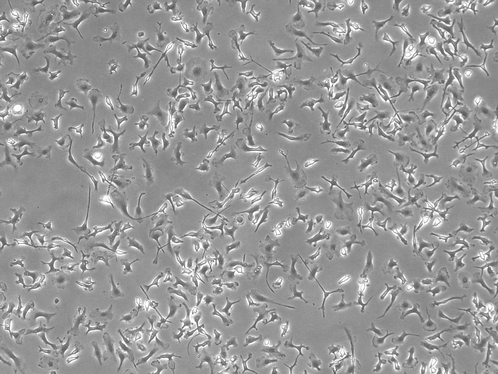 Mouse & Rat Hepatic Macrophages